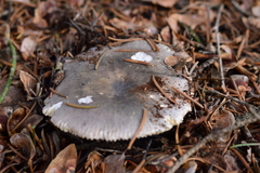 Russula parazurea