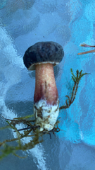 Xerocomellus zelleri