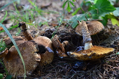 Pholiota squarrosa