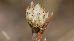 Blennospora drummondii