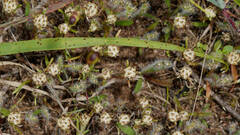 Blennospora drummondii