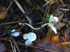 Hemimycena lactea