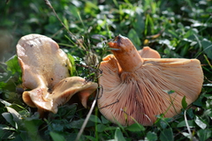 Lactarius salmonicolor