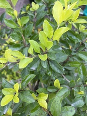 Ligustrum ovalifolium