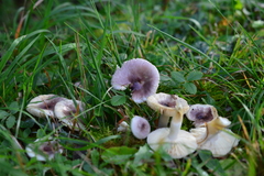 Russula cavipes
