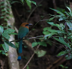 Electron platyrhynchum