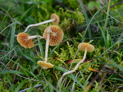 Galerina graminea