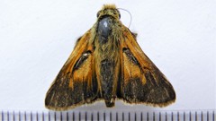 Hesperia comma laurentina