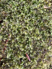 Brotherella recurvans