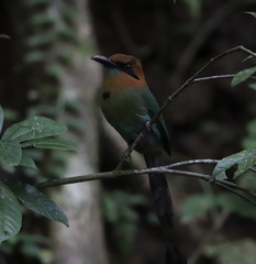 Electron platyrhynchum