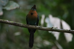 Electron platyrhynchum