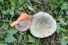 Lactarius semisanguifluus