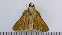 Hesperia comma laurentina