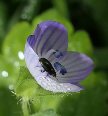 Brassicogethes aeneus