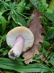 Russula torulosa