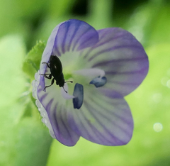 Brassicogethes aeneus