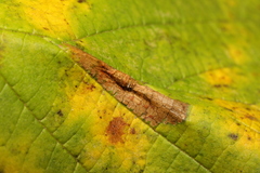 Phyllonorycter nicellii