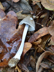 Mycena polygramma