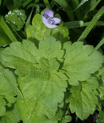 Brassicogethes aeneus