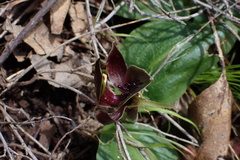 Chiloglottis valida