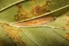 Phyllonorycter nicellii