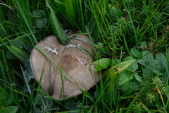 Melanoleuca grammopodia