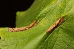 Phyllonorycter nicellii