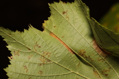 Phyllonorycter nicellii