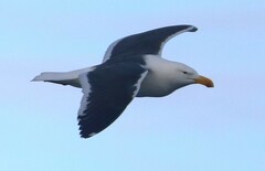 Larus dominicanus