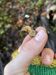 Collybiopsis quercophila