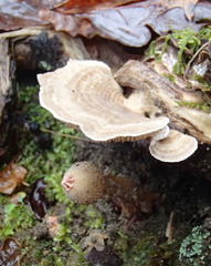 Calostoma ravenelii