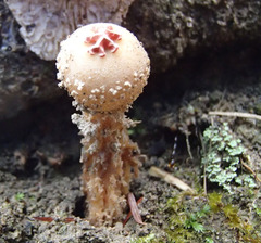 Calostoma ravenelii