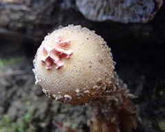 Calostoma ravenelii
