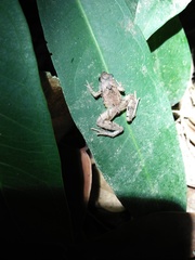 Microhyla palmipes