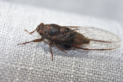 Birrima varians