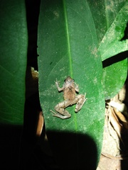 Microhyla palmipes
