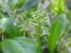 Malaxis unifolia