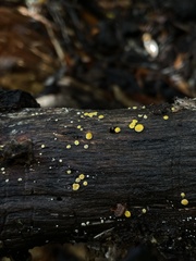 Calycina claroflava
