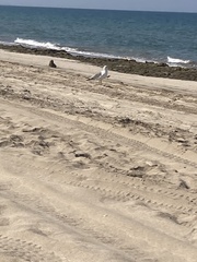 Larus fuscus