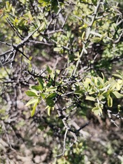 Sarcomphalus obtusifolius