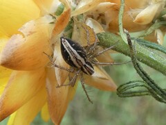 Oxyopes gracilipes