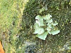 Dermatocarpon luridum