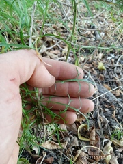 Lepidium pseudotasmanicum