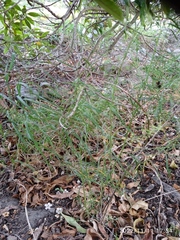 Lepidium pseudotasmanicum