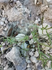 Thymophylla tenuifolia
