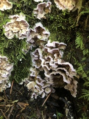 Chondrostereum purpureum