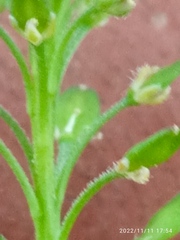 Lepidium pseudotasmanicum