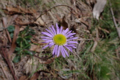 Brachyscome spathulata