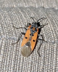 Lygaeus creticus