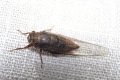 Birrima varians